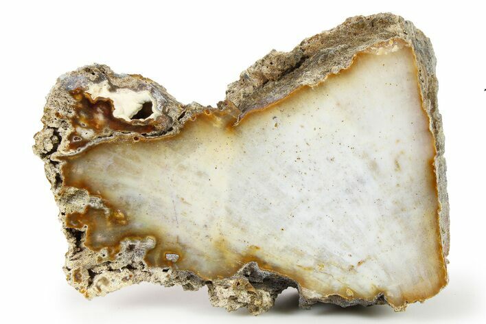 Agatized Fossil Coral - Florida #271630